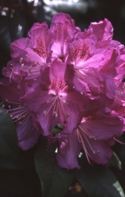 Mauve Rhododendron