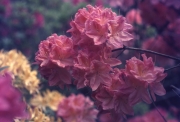Pink Azaleas