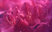 Red Azaleas