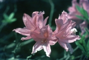 Pink Azaleas