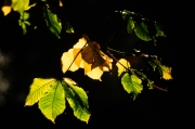Autumn Leaves