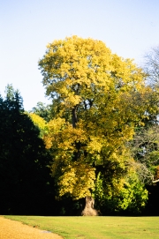 The Tree