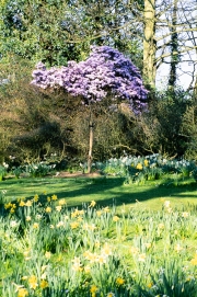 Daffodils and Cherry Blossom