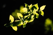 Leaves against the sun
