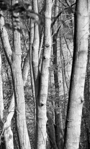 Woods