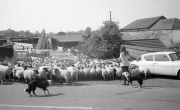 Sheep at Banbury Lane crossing