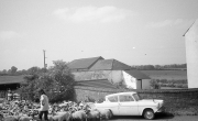 Sheep at Banbury Lane Crossing