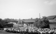 Sheep at Banbury Lane crossing