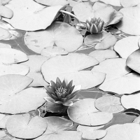 Water Lillies