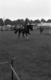 Show jumping