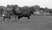 Borough Show