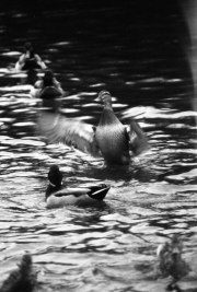 Mallard