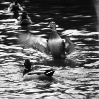 Mallard