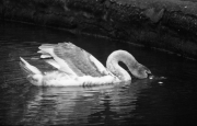 Swan