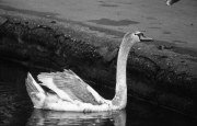 Swan
