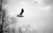 Gull