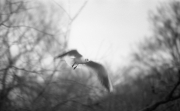 Gull