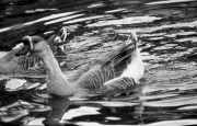 Goose