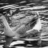 Goose