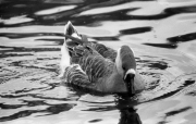 Goose