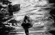 Mallard
