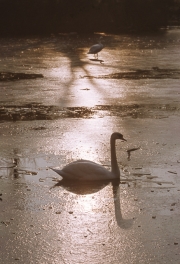 Swans on frozen lake