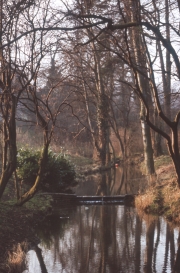 The stream in the Spinney