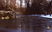 Ducks on the frozen lake