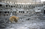 Cat in the Coliseum