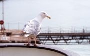 Seagull on ferry