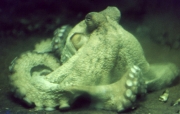 Octopus in the aquarium