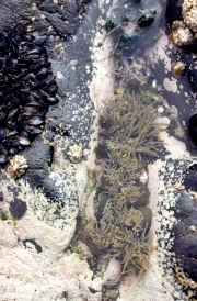 Rockpool with mussels and sea anemones