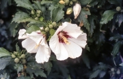 White hardy Hibiscus