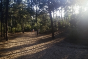 Path through the pine wood