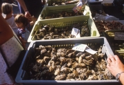 Oyster stall