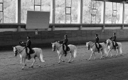 Lipizzaner Horses