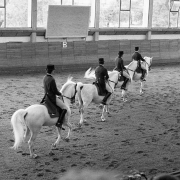 Lipizzaner Horses