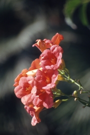 Campsis flowers