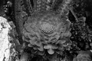 Jardin Exotique