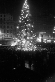 Trafalgar Square Christmas Tree at night, with crowd